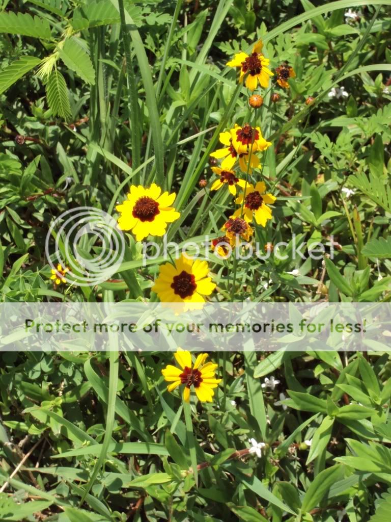 Better Than Granite Arkansas Wild Plants 1